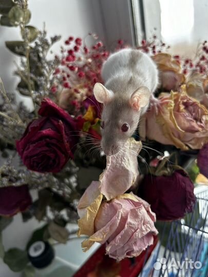 Крысята дамбо