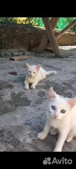 Девочка и мальчик