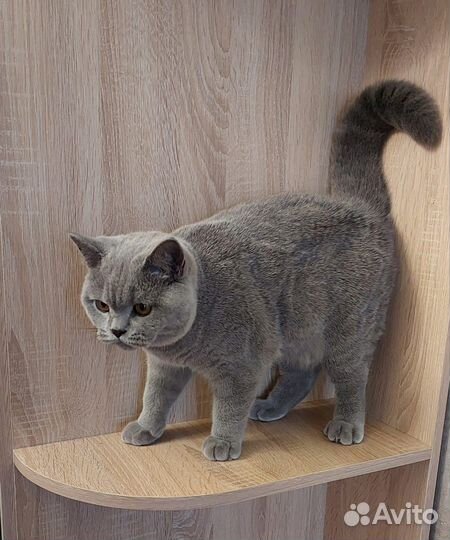Британский котенок