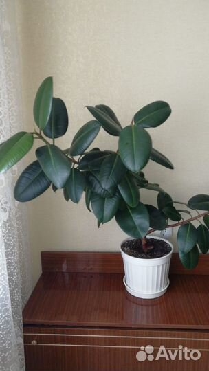 Фикус большой и красивый