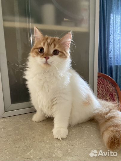 Хайленд страйт