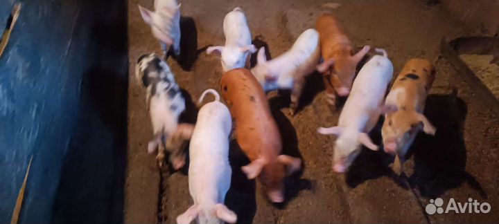 Поросята 1 месяц