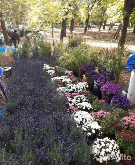 Лаванда саженцы