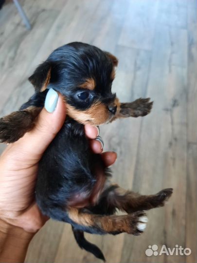 Йоркширский терьер мини щенки бейби фейс