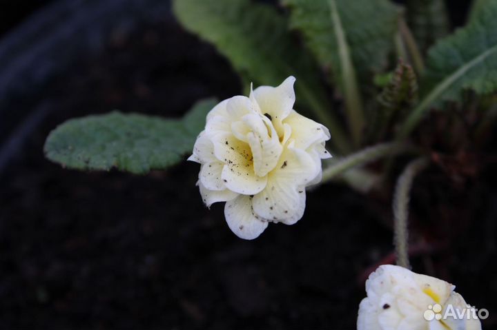 Примула садовая