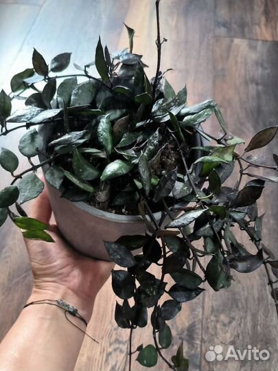 Хойя блэк ливз