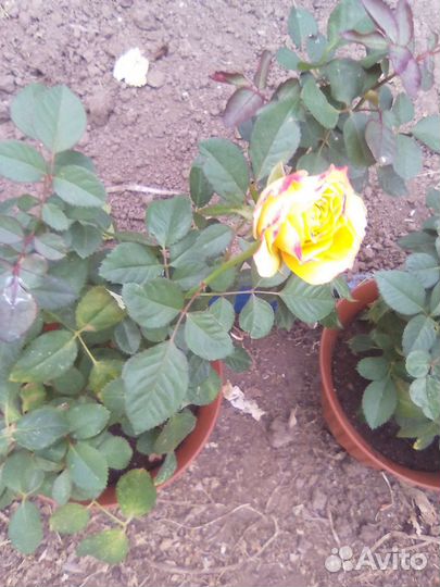 Роза Кордана