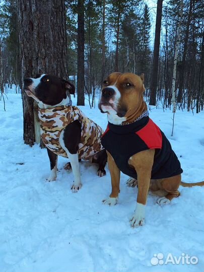 Одежда для собак