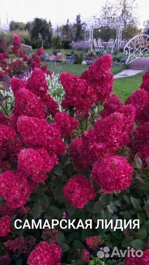 Где купить гортензию Гортензия/гортензии