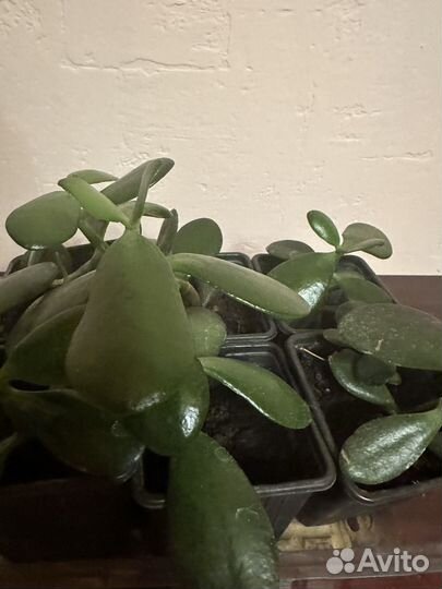 Денежное дерево