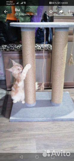 Когтеточка и лоток для крупных кошек
