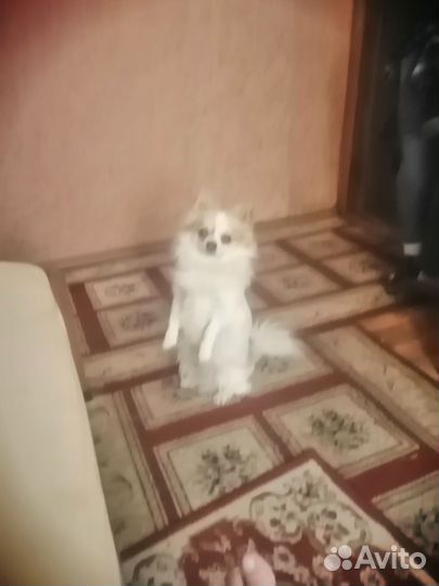 Вязка собак