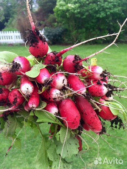 Сесена редиса розово красного с белым кончикoм