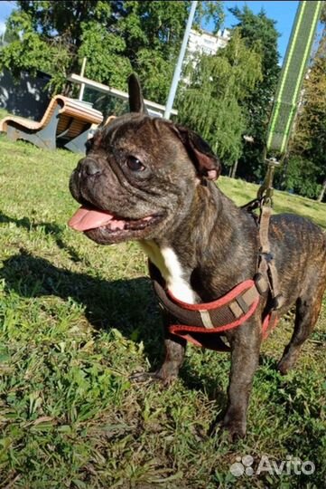 Французский бульдог