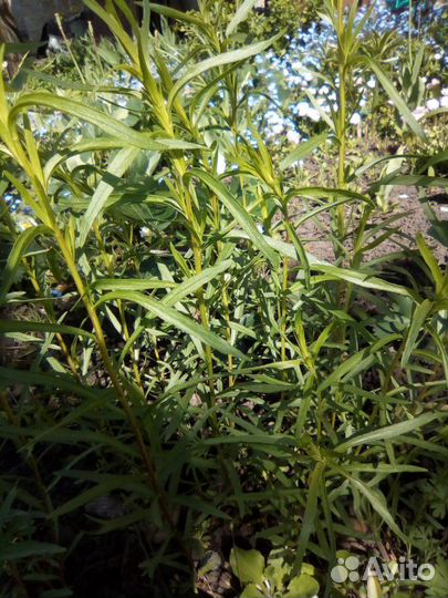 Корни эстрагона гвоздичного, мелисса лимонная