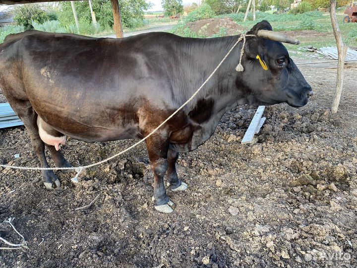 Продается Корова стельная отел в ноябре