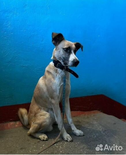 Собака в добрые руки бесплатно