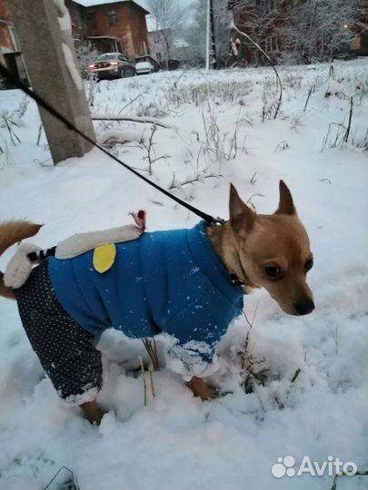 Отдам в добрые руки