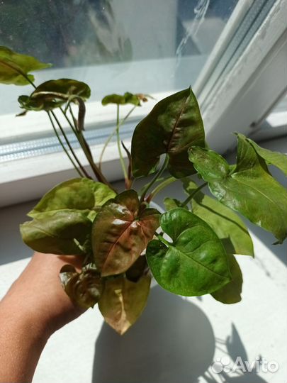 Сингониум aron brown