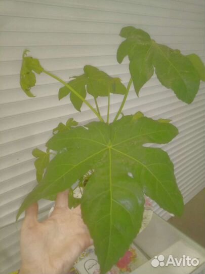 Большой комнатный цветок Фатсия