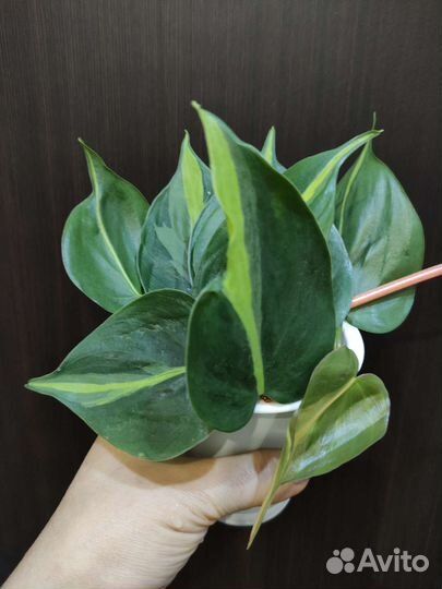 Филодендроны