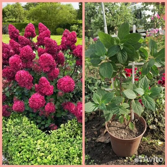 Гортензия крупнолистная