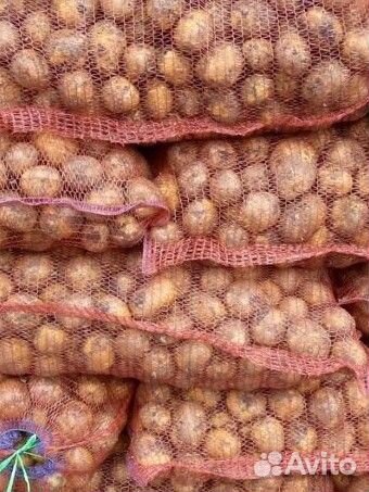 Продам картофель свежий урожай 2024 года домашний