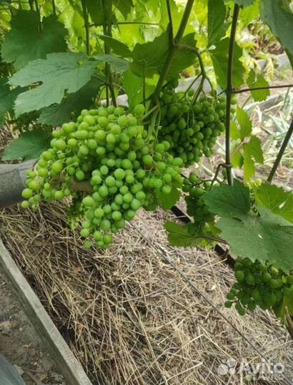 Садовые растений