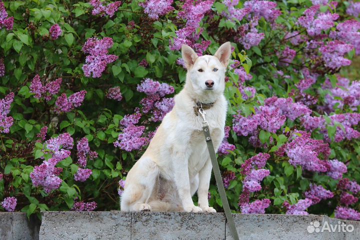 Разноглазая красавица