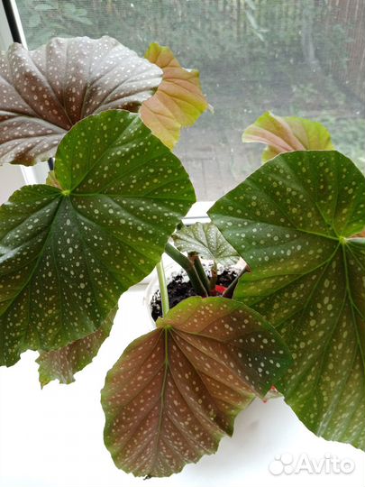 Бегония коралловая