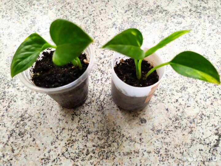 Сциндапсус золотистый + алое