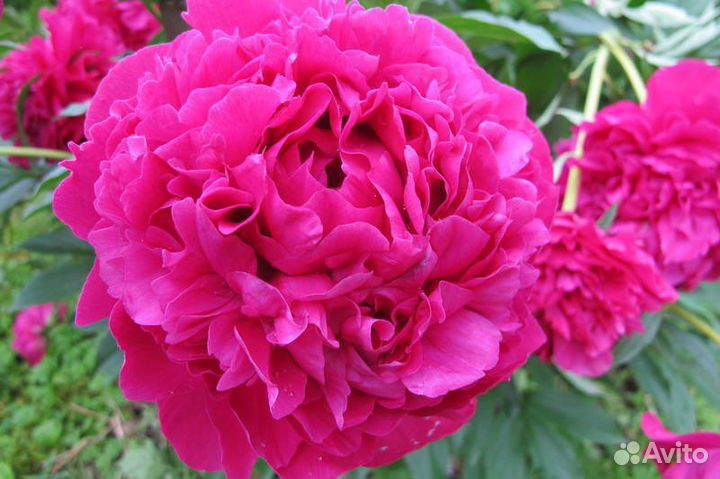 Пионы в наличии на осень 2023