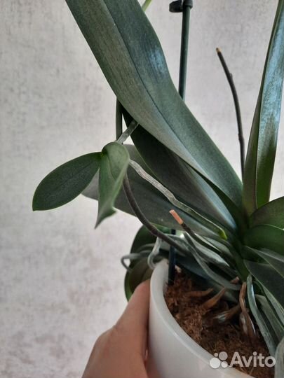 Орхидея фаленопсис