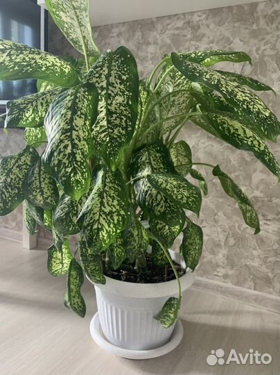 Диффенбахия