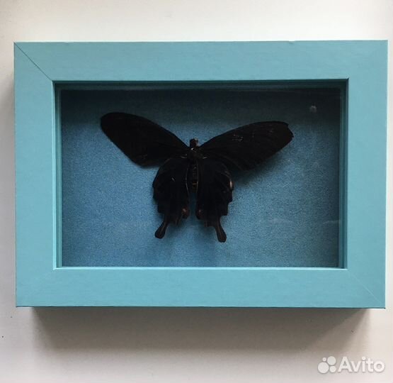Бабочка сушеная в рамке