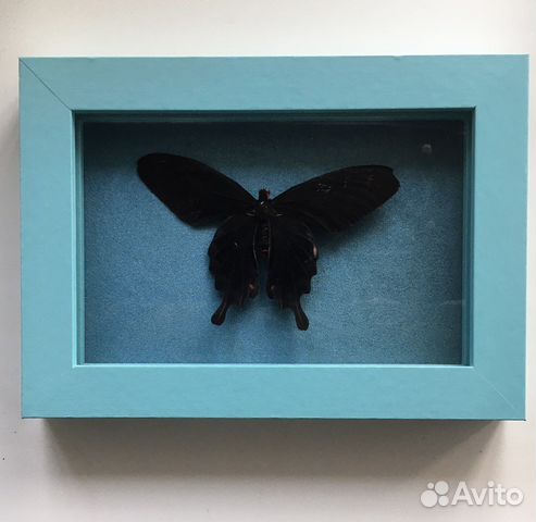 Бабочка сушеная в рамке
