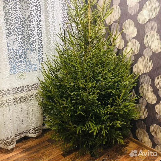 Живые Натуральные Ёлочки и Сосны