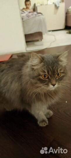 Сибирская кошечка