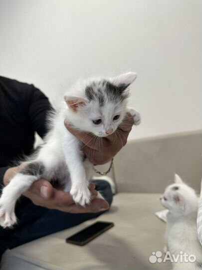 Сибирские котята
