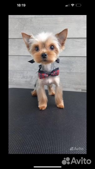 Йоркширский терьер