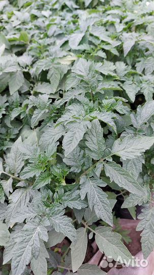 Рассада помидор