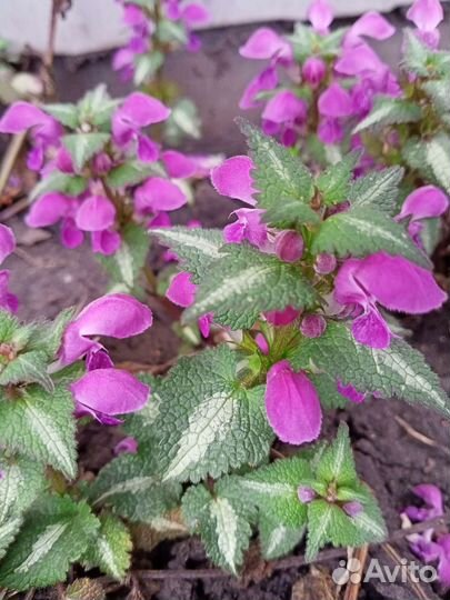 Ирисы Астильба,Лилейник,Жимолость каприфоль