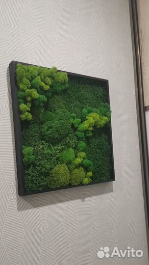 Картина из микса мха