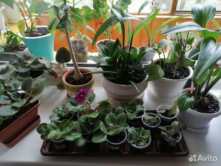 Фиалки в ассортименте