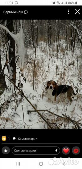 Эстонский Гончий выжлец для вязки Екатеринбу
