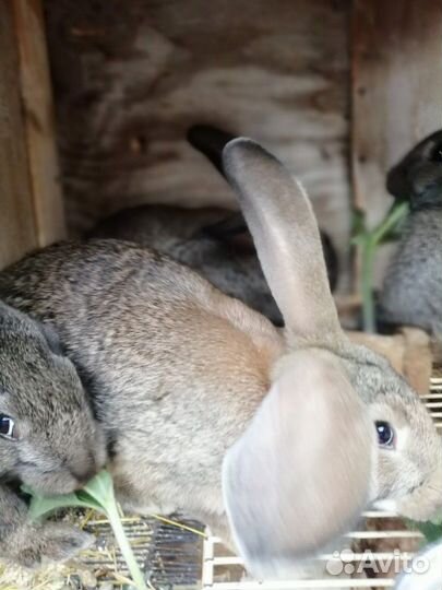 Продам кроликов