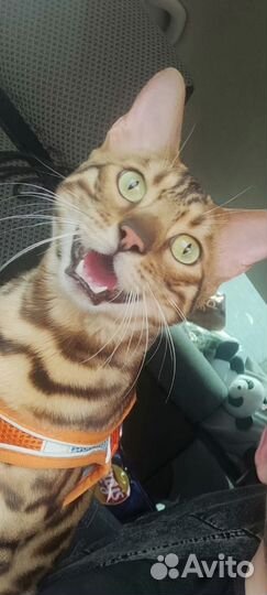 Бенскальский кот