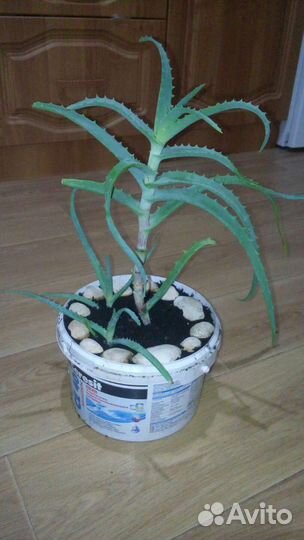 Алоэ столетник