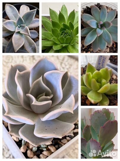 Суккуленты набор детки