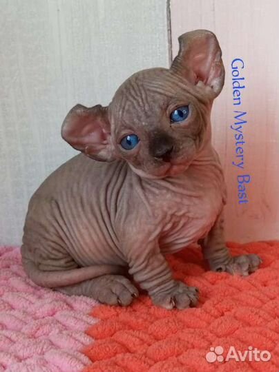 Двельф Сфинкс, Двэльф